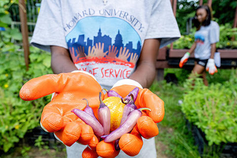 Student in a garden holding peppers, and wearing a Day of Service tshirt